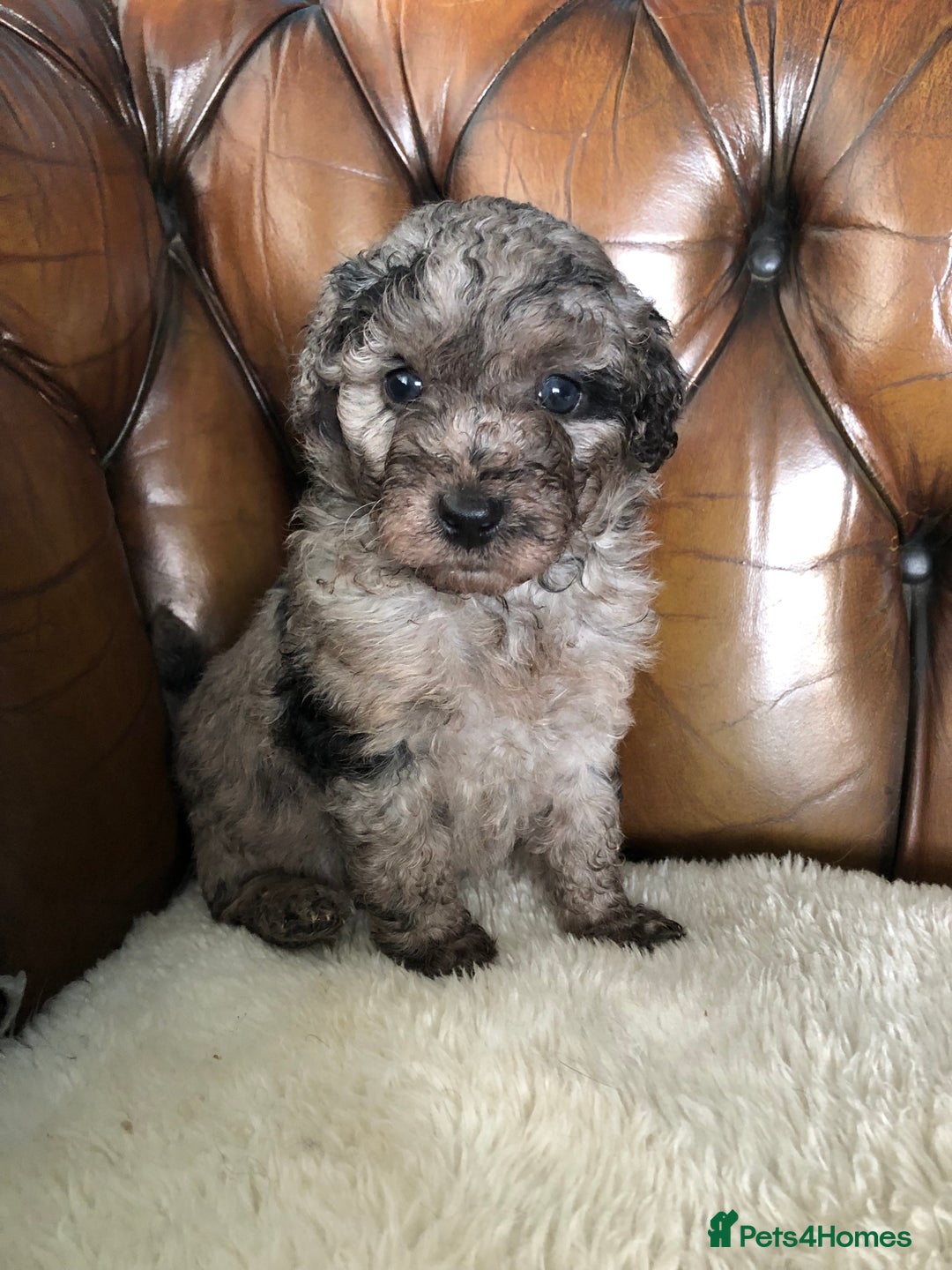 Labradoodle dogs for sale: Miniature Curly-Coated Teddybear Labradoodles  - Advert 34