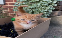 Domestic Shorthair cats for sale: 5 Beautiful fluffy Kittens - Image 1