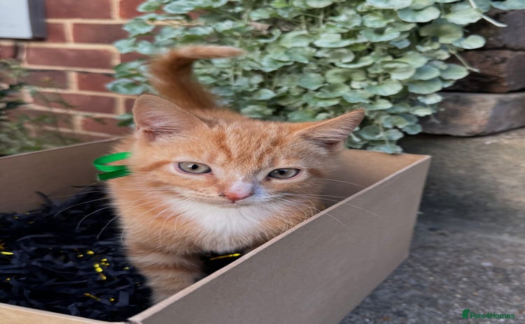 Domestic Shorthair cats - Advert 1