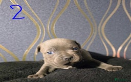 Staffordshire Bull Terrier dogs for sale: Stunning Staffordshire bull terrier pups  - Image 8