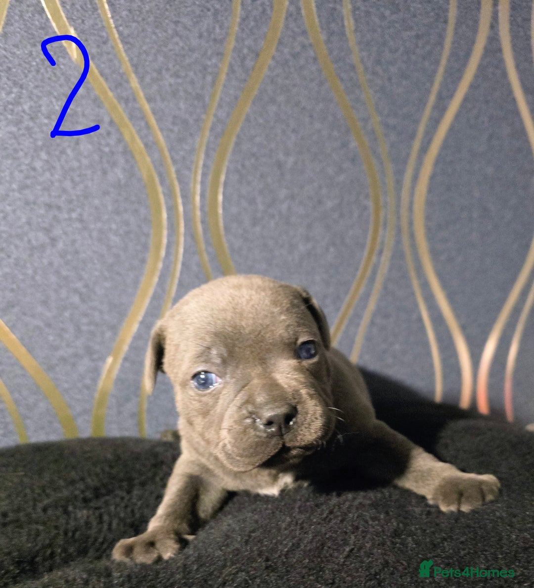 Staffordshire Bull Terrier dogs for sale: Stunning Staffordshire bull terrier pups  - Image 8