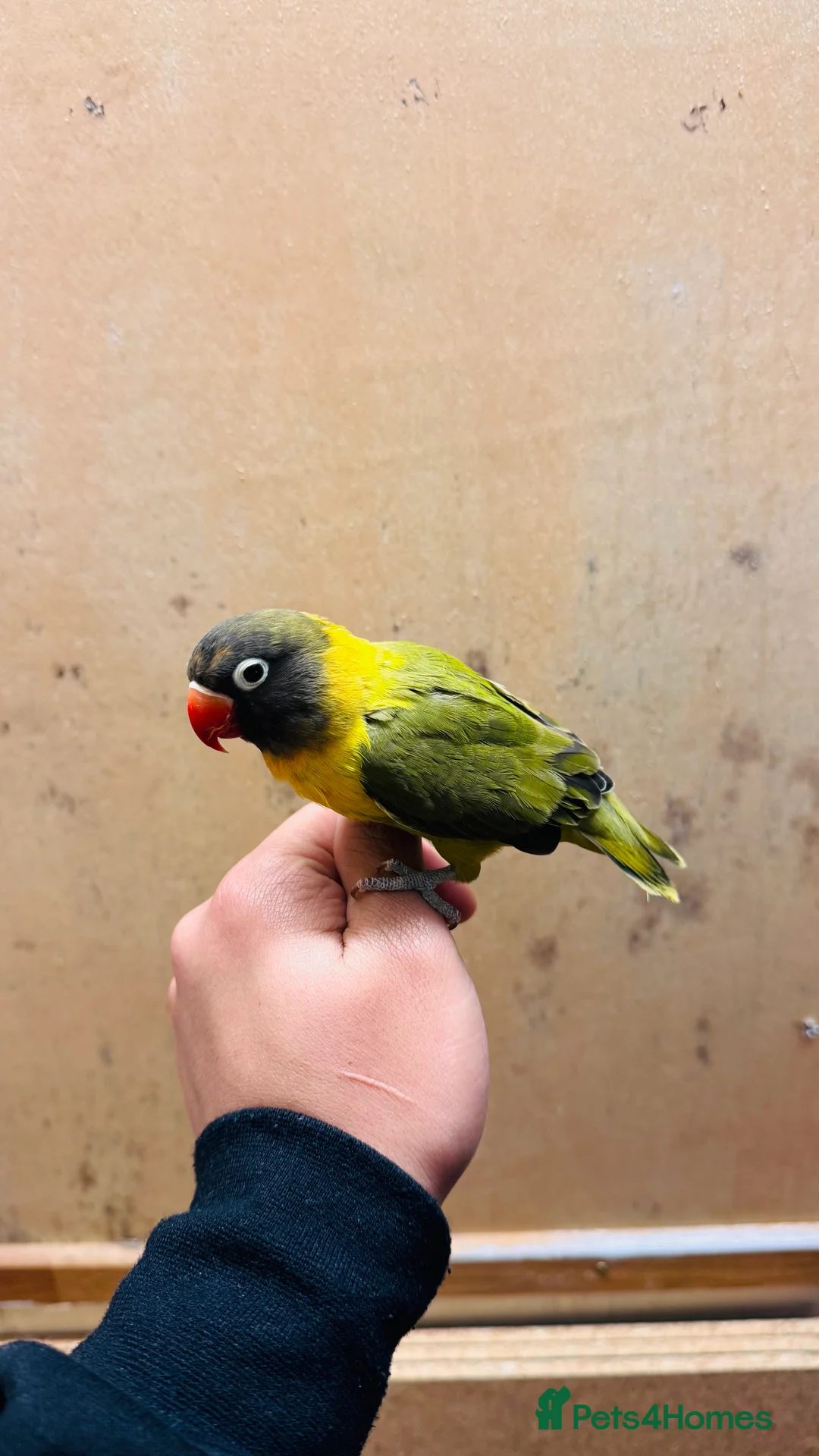 Lovebirds birds for sale: Black-cheeked lovebird for sale - Advert 2