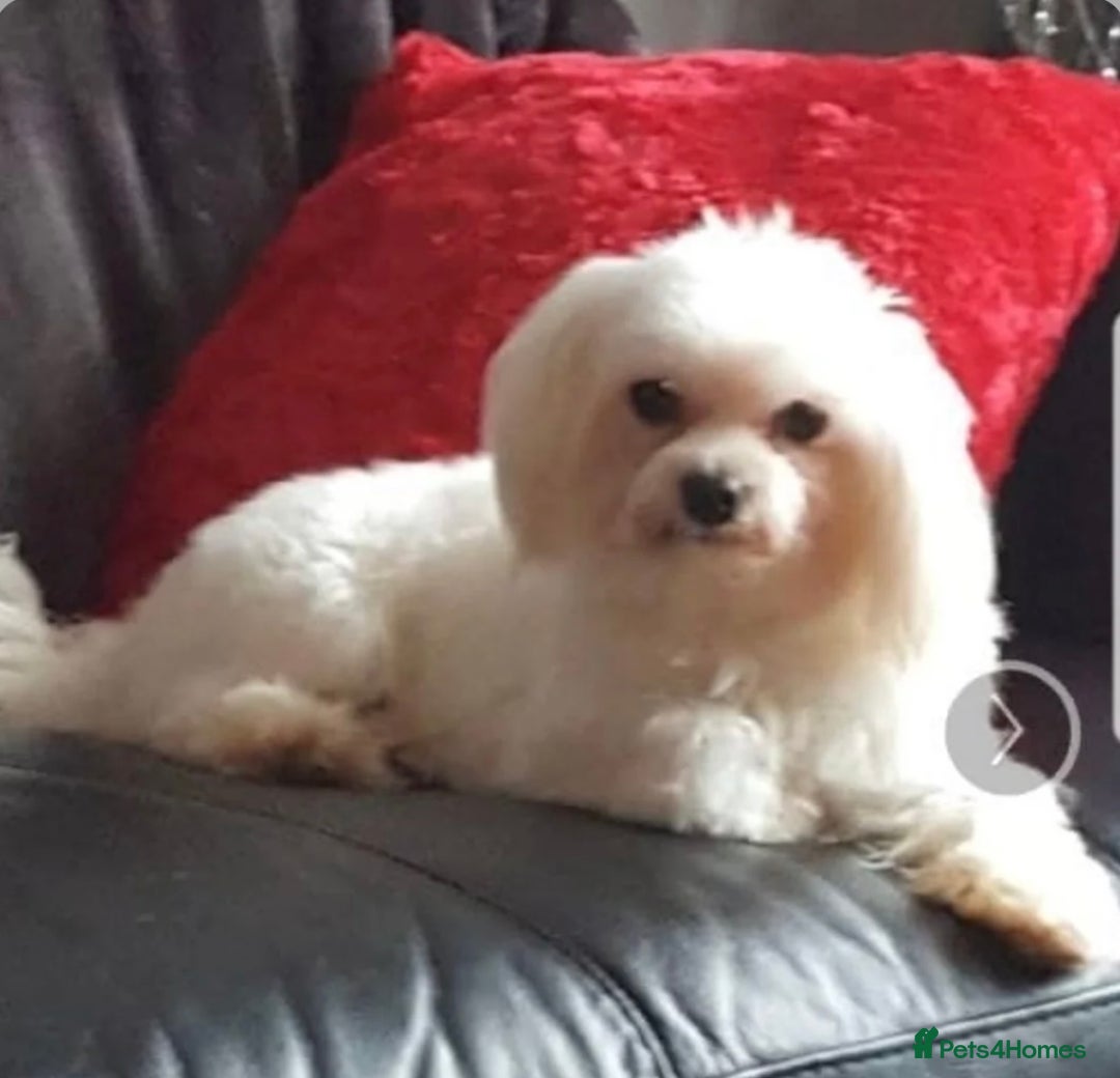 Morkie dogs for sale: Mini Morkies - Advert 5