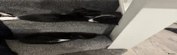 Mixed Breed cats for sale: 4 brilliant tuxedo kittens  in St Albans - Advert 3