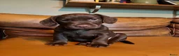Mixed Breed dogs for sale: 5 beautiful lively pups. - Advert 6