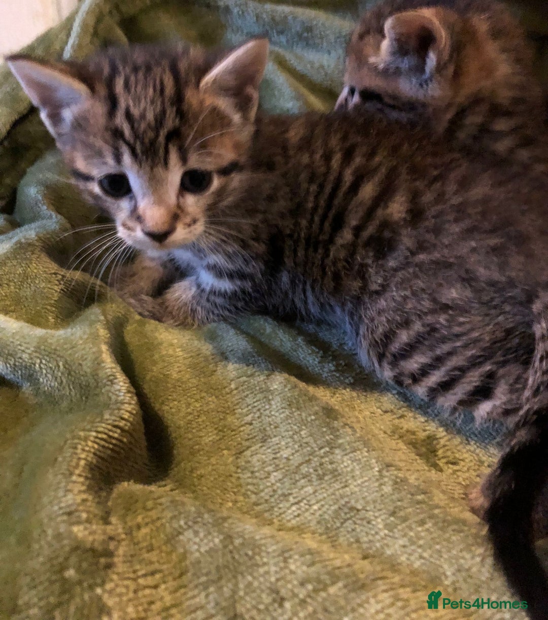 Mixed Breed cats for sale: Bengal cross kittens  - Advert 5