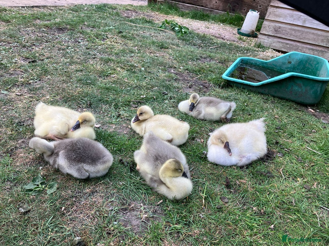 Geese poultry for sale: Lavender & Brown Chinese Geese - Image 6
