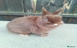 Netherland Dwarf rabbits for sale: Netherland dwarf rabbit  - Image 1