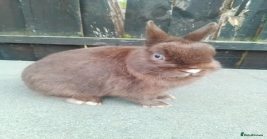 Netherland Dwarf rabbits - Advert 4