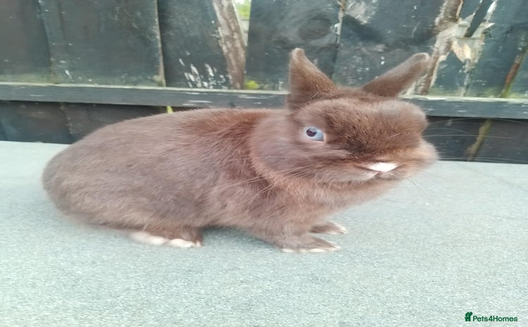 Netherland Dwarf rabbits - Advert 1