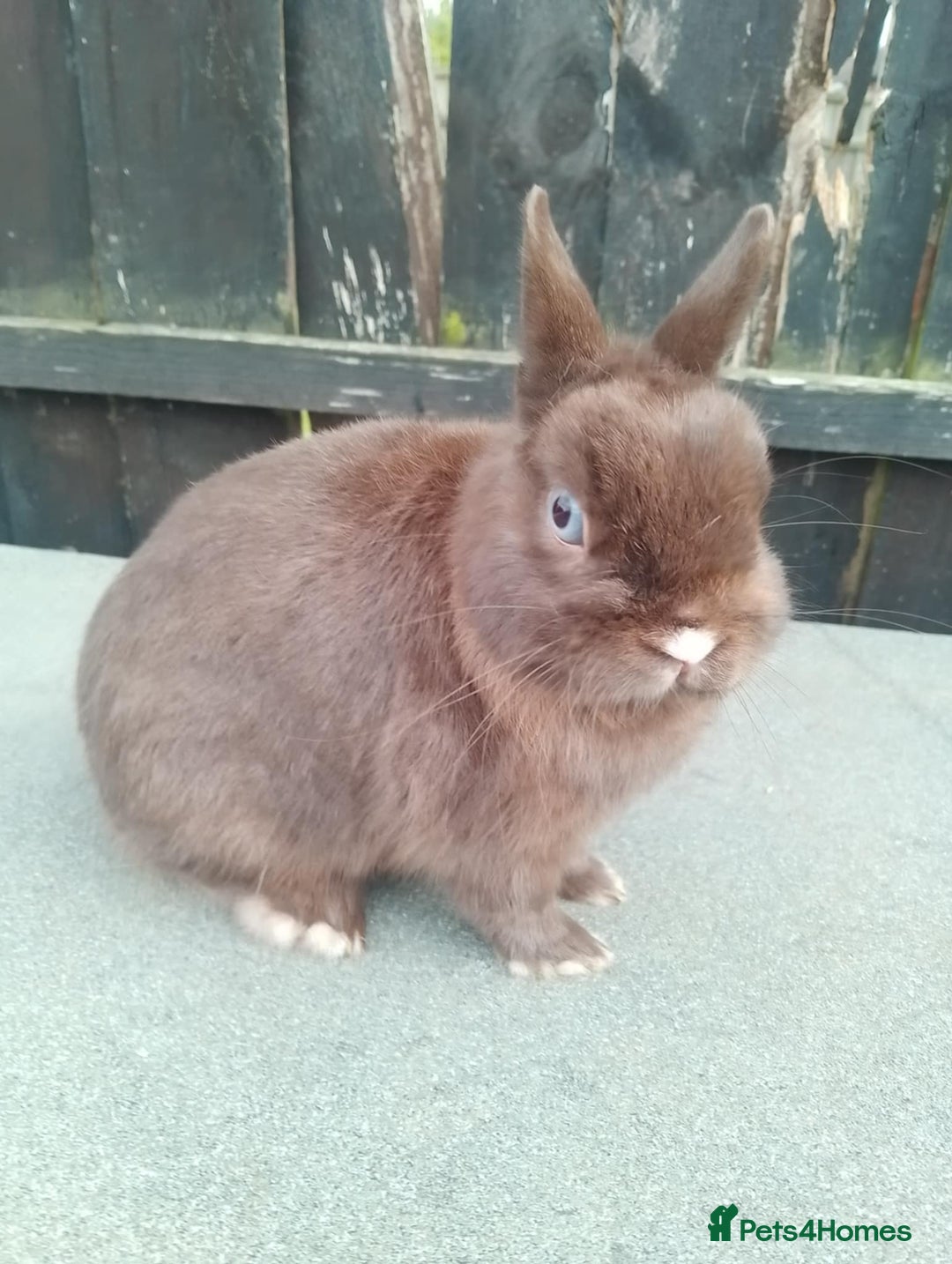 Netherland Dwarf rabbits for sale: Netherland dwarf rabbit  - Image 1