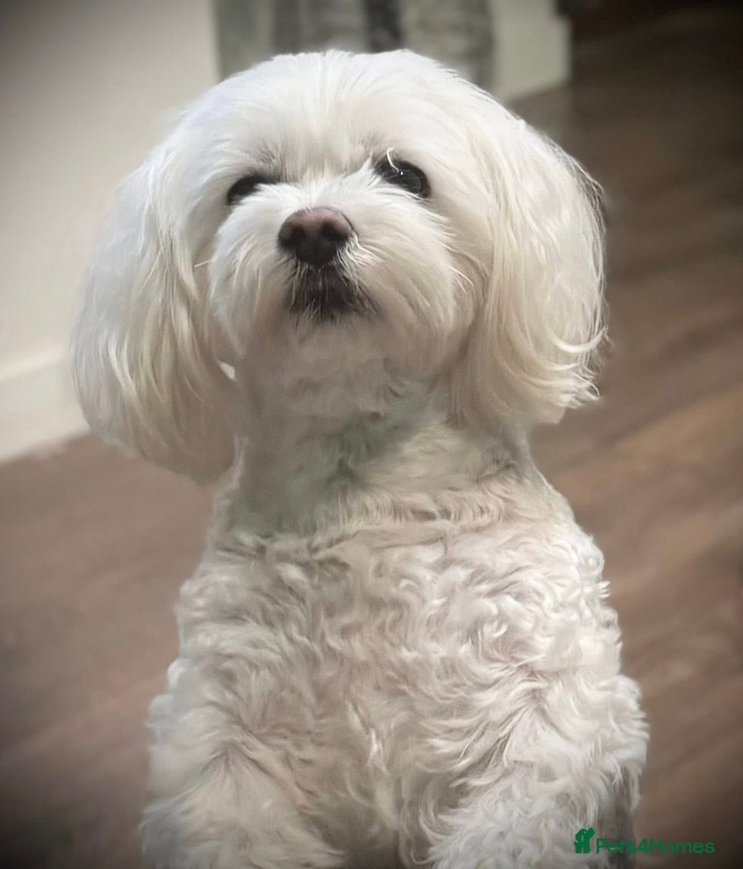 Maltipoo dogs for sale: 🐾 Maltipoo Puppies  Raised with Love DNA Clear 🐾 - Image 5