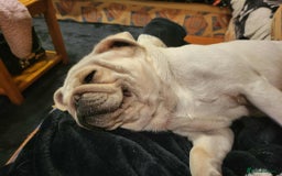 Pug dogs for sale: Male pug  - Image 5