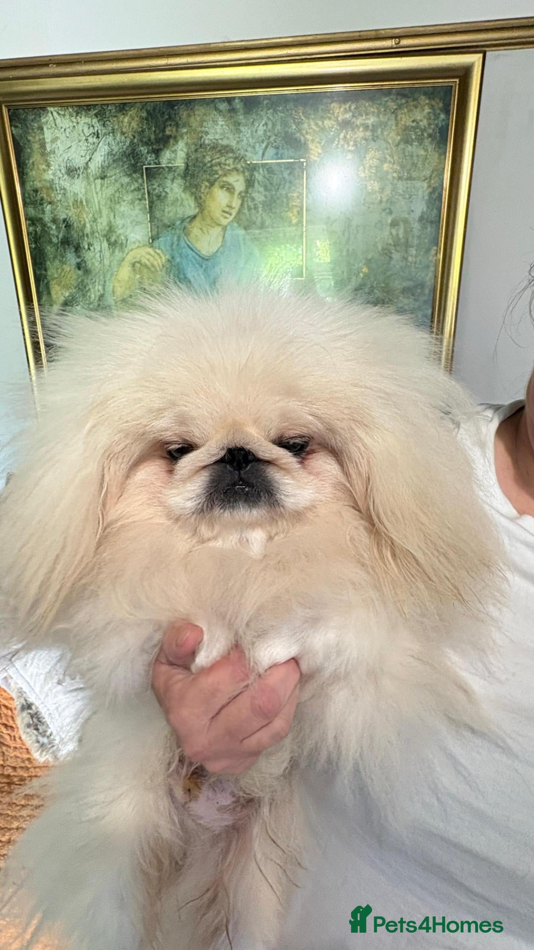 Pekingese dogs 💙kc registered proven white pekingese 💙 - Advert 2