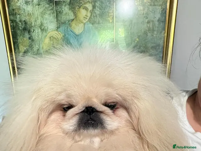 Pekingese dogs for stud: 💙kc registered proven white pekingese 💙 - Advert 2
