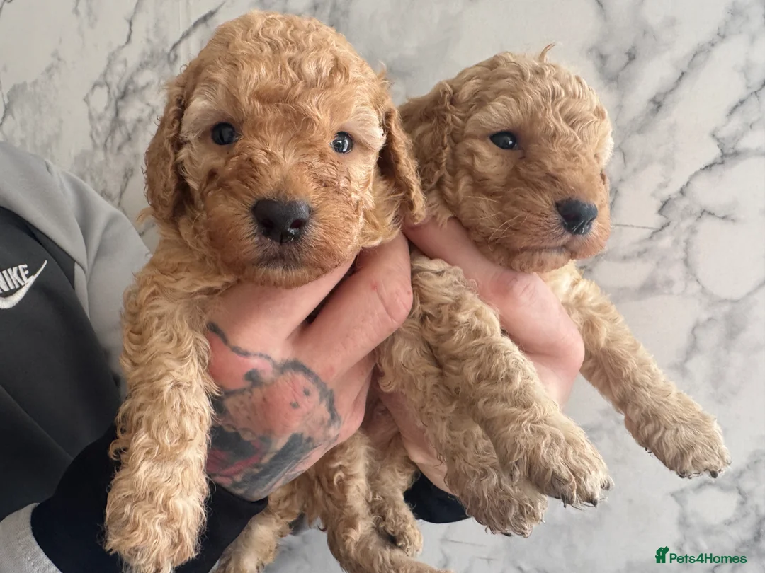 Miniature Poodle dogs for sale: Miniature Poodle Puppies 🐩🐩 - Advert 7
