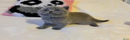 British Shorthair cats for sale: 🐾 Beautiful British Shorthair Kittens 🐾 in Huddersfield - Advert 9