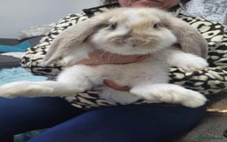 French Lop rabbits for sale: French lop female rabbit  - Image 1