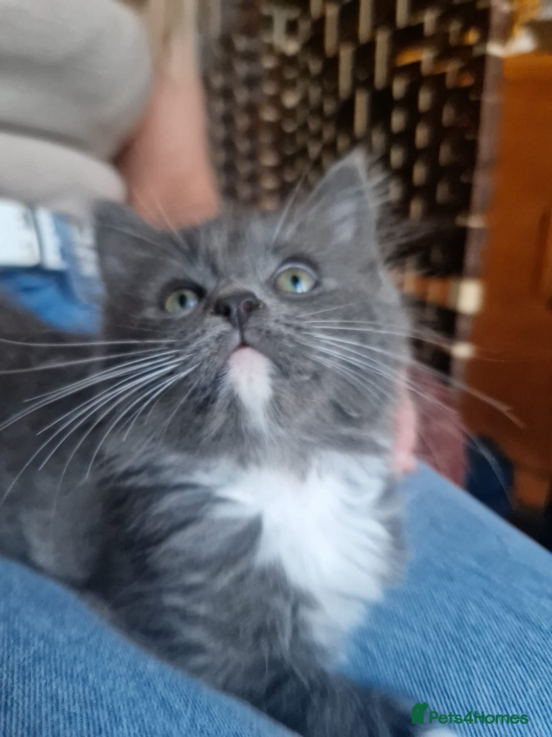 Ragdoll cats for sale: 6 CROSS RAGDOLL KITTENS WAITING FOR A LOVING HOME - Image 2