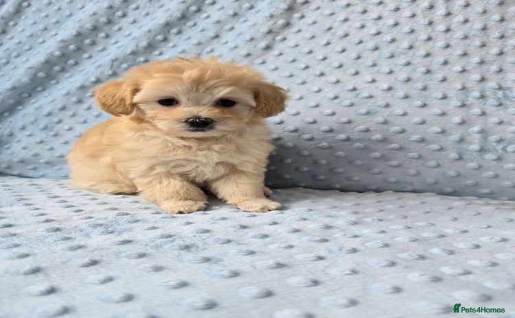 Maltipoo dogs - Advert 6