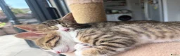 Mixed Breed cats for sale: Mixed breed with bengal in Eastleigh - Advert 3