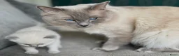Ragdoll cats for sale: Ragdoll kitten for sale  - Advert 6