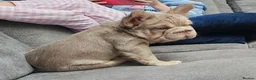 French Bulldog dogs for sale: FRENCH BULLDOG fluffy Isabella  - Advert 5