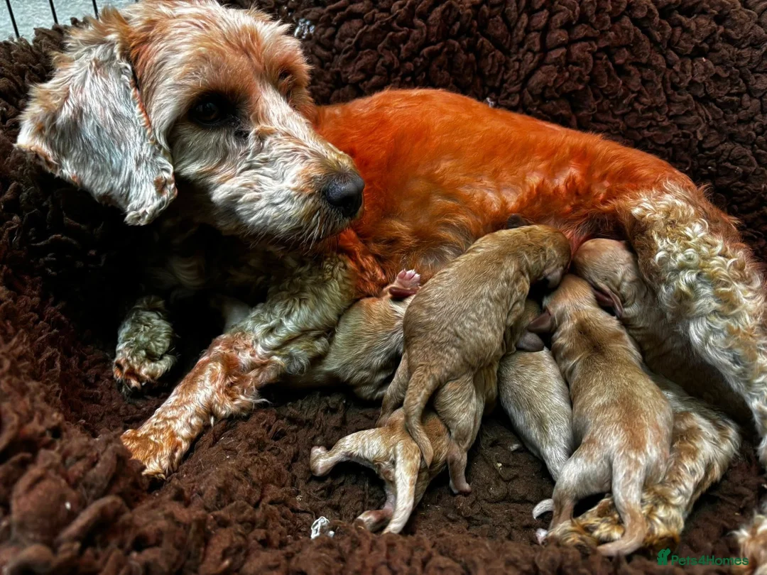 Cockapoo dogs for sale: F1b Golden Cockapoos 5 star health tested - Advert 2