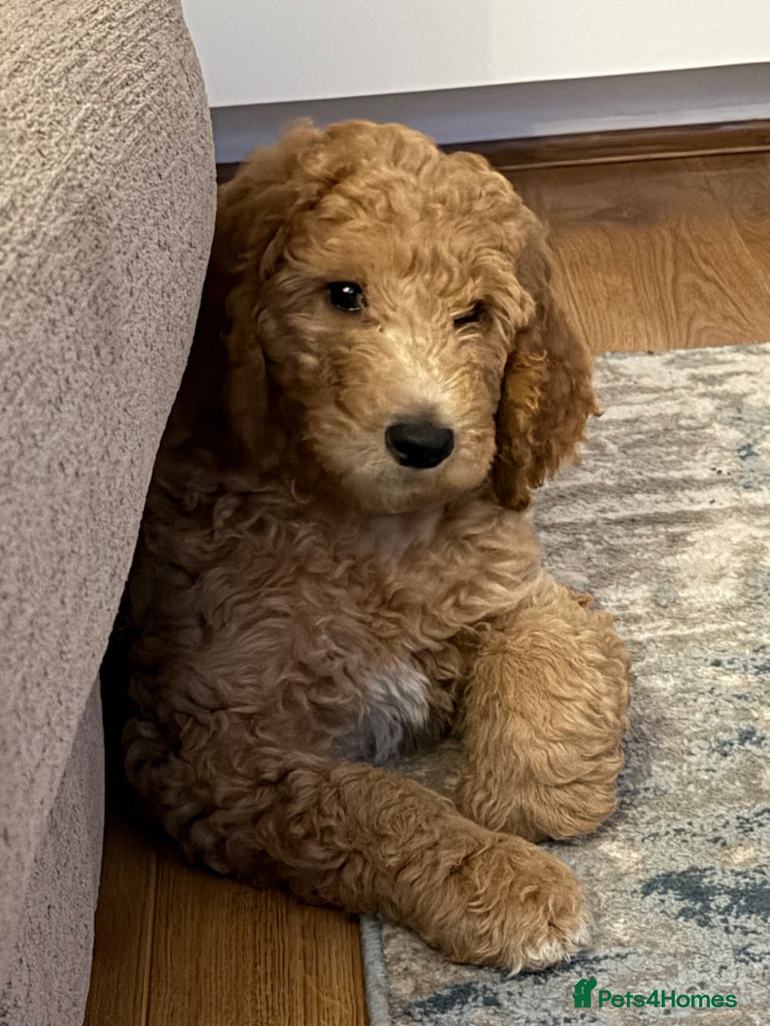 Standard Poodle dogs  Red Standard Poodle boy ready now  - Advert 8