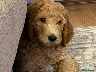 Standard Poodle dogs Red Standard Poodle boy ready now - Advert 16