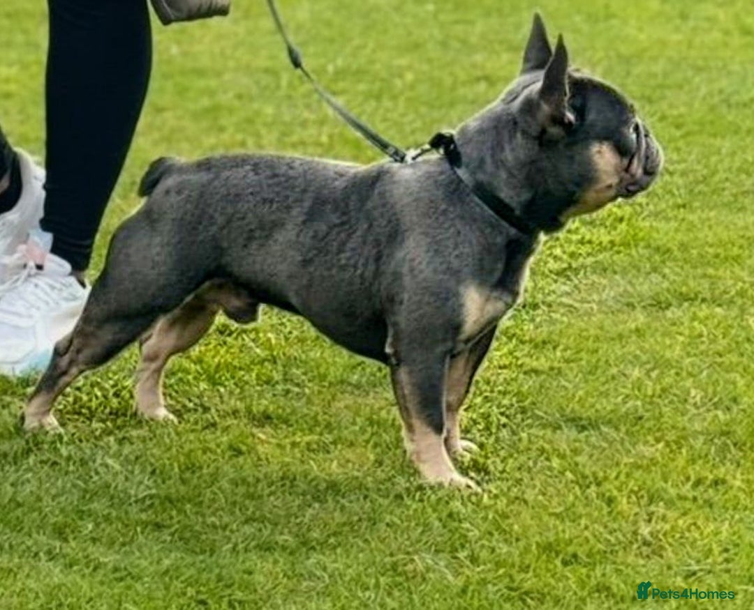 French Bulldog dogs for sale: Blue & Tan French Bulldog, 3yrs, Great With Kids - Advert 3
