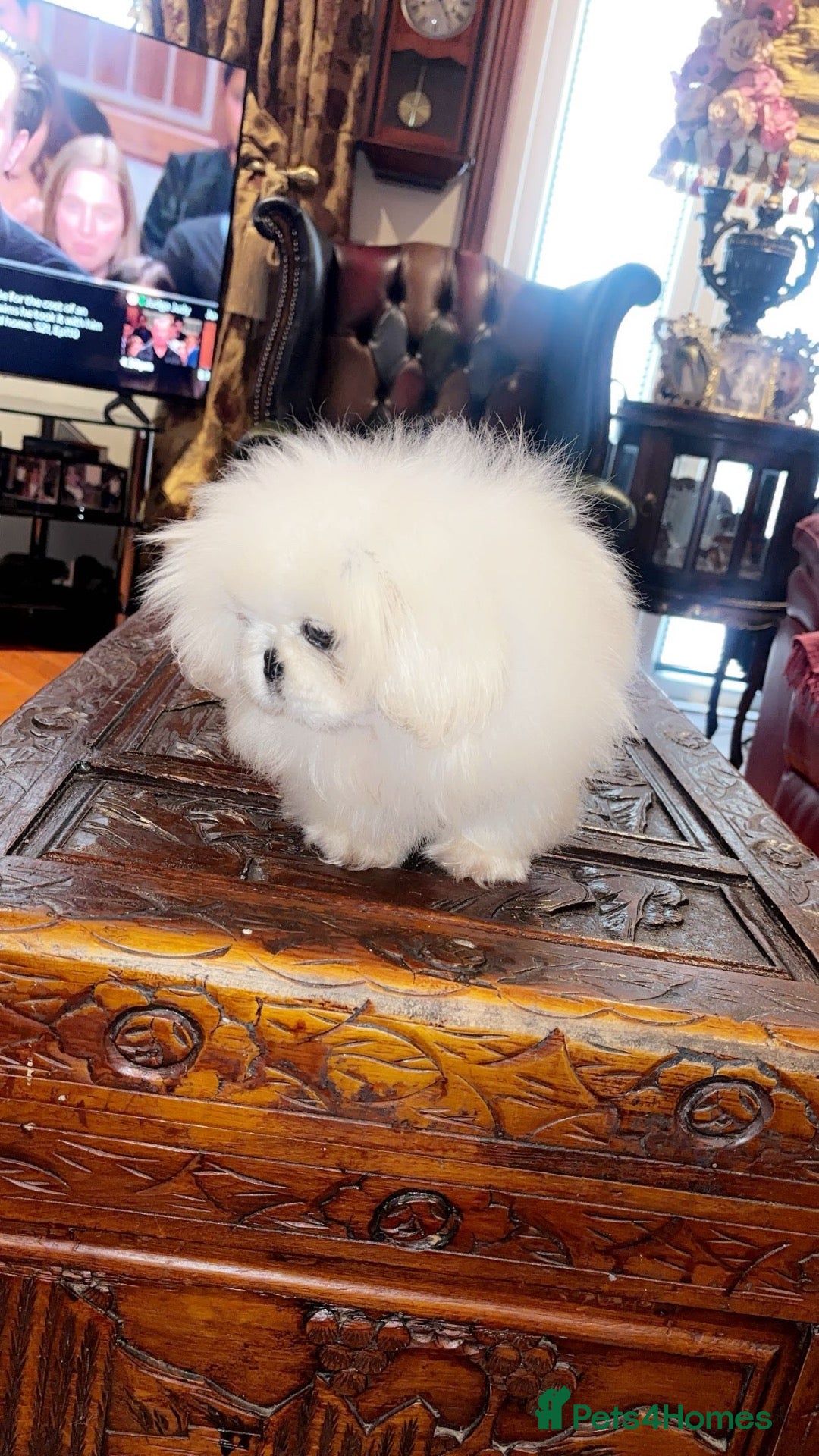 Pekingese dogs Stunning high quality Pekingese puppies  - Advert 9