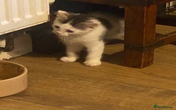 Mixed Breed cats for sale: Lower price…READY NOW….Mainecoon x Kittens - Image 6
