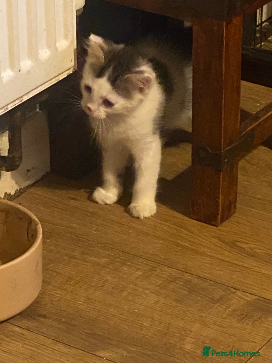 Mixed Breed cats for sale: Lower price…READY NOW….Mainecoon x Kittens - Image 6