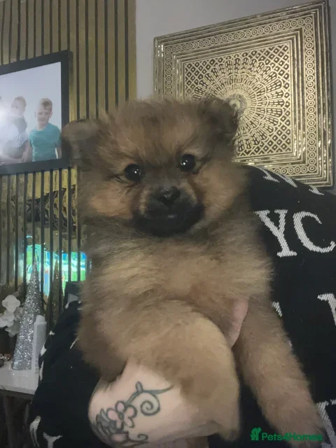 Pomchi dogs Pomeranian x pomchi puppys - Advert 1