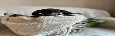 Miniature Dachshund 1