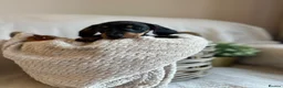Miniature Dachshund dogs for sale: Exceptional minature daschunds  - Advert 5