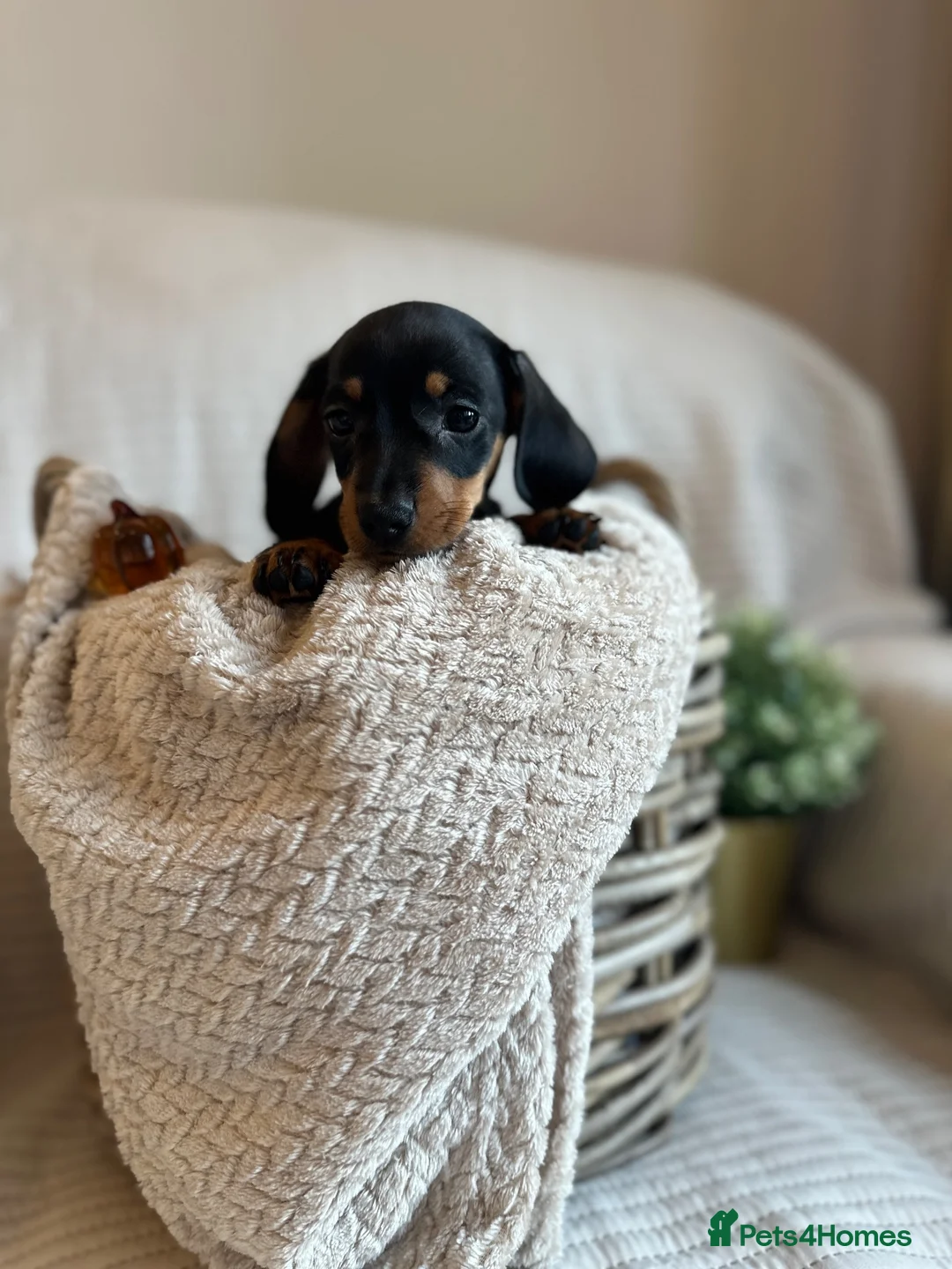 Miniature Dachshund dogs for sale: Exceptional minature daschunds  - Advert 5