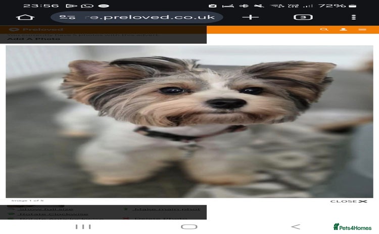 Biewer Terrier dogs Pure Biewer Girl looking for forever home - Advert 1