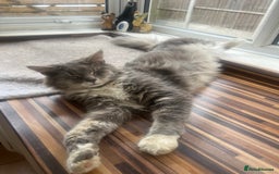 Maine Coon cats for sale: Maine coon mother and son  - Image 4
