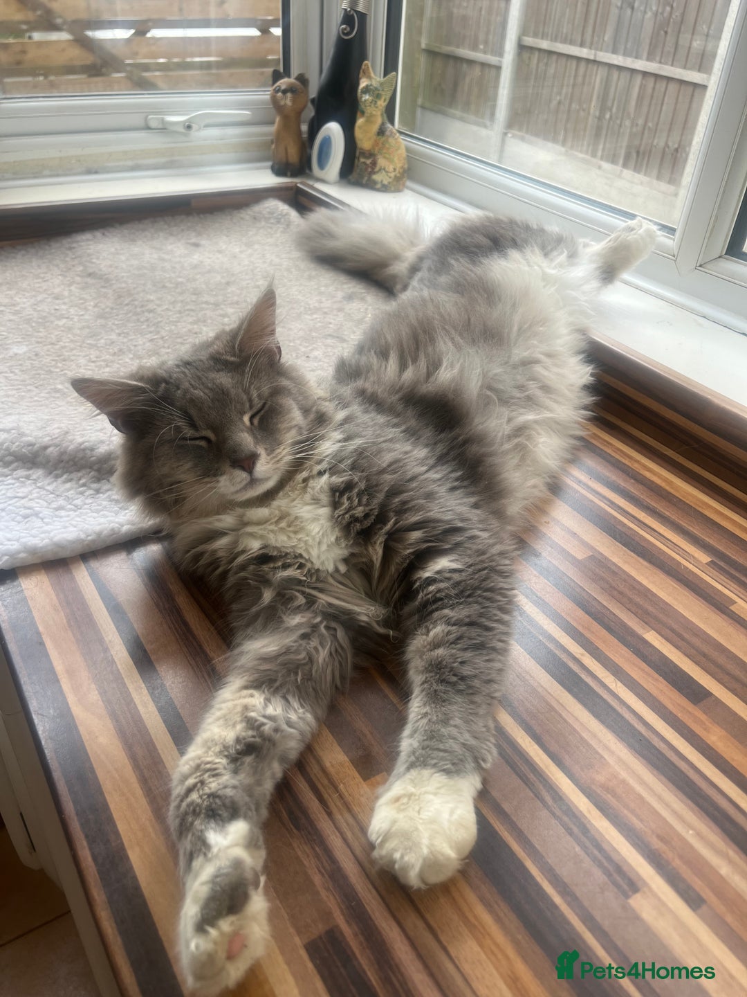 Maine Coon cats for sale: Maine coon mother and son  - Image 4