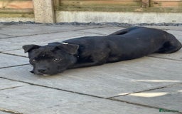 Staffordshire Bull Terrier dogs for sale: 11 month old staff for sale - Image 3