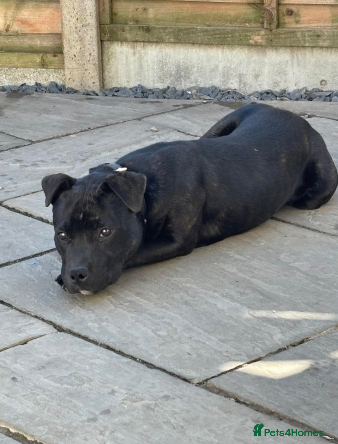 Staffordshire Bull Terrier dogs for sale: 11 month old staff for sale - Image 3