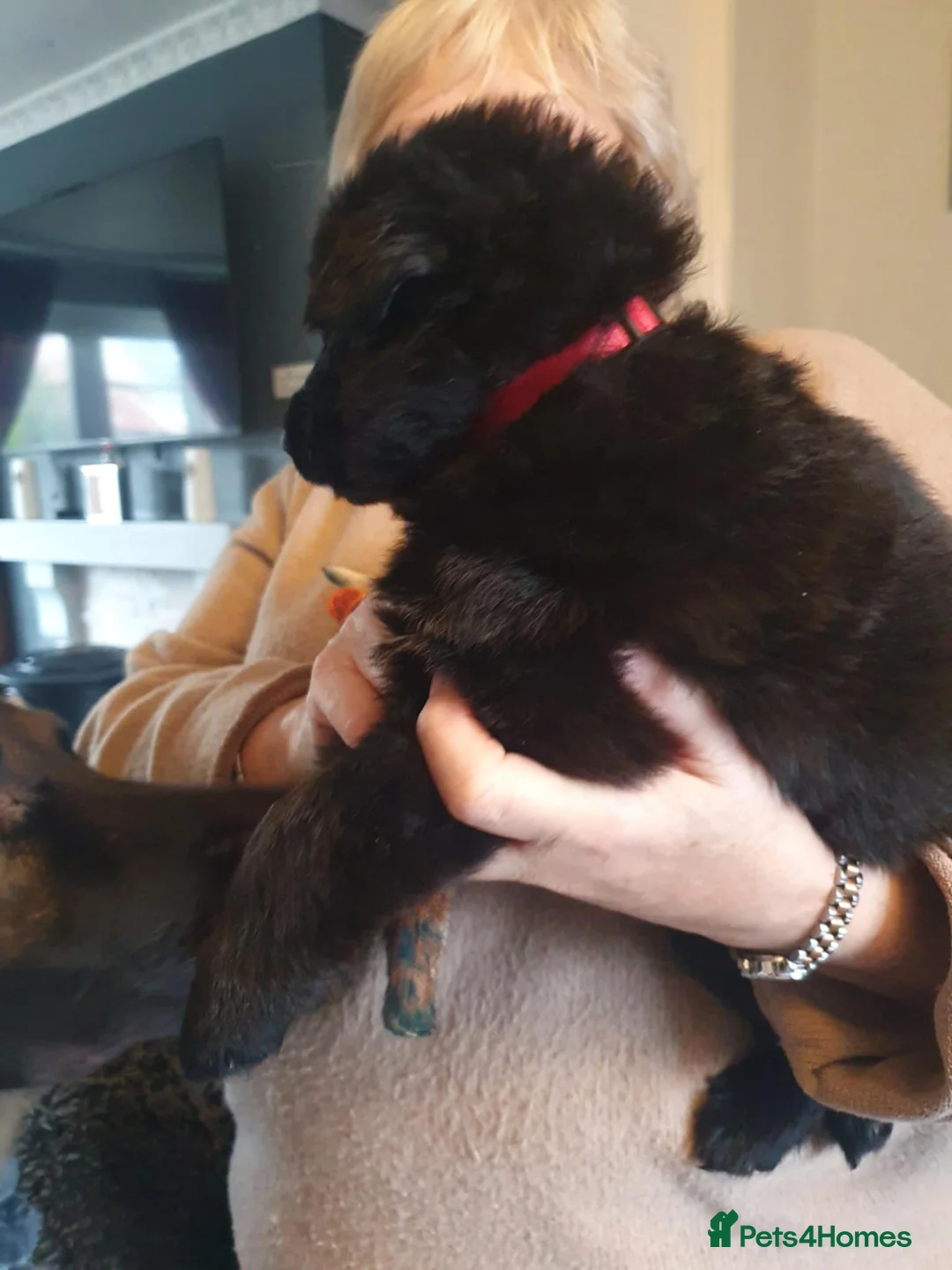 German Shepherd dogs for sale: Stunning long haired GSD puppies  - Advert 7