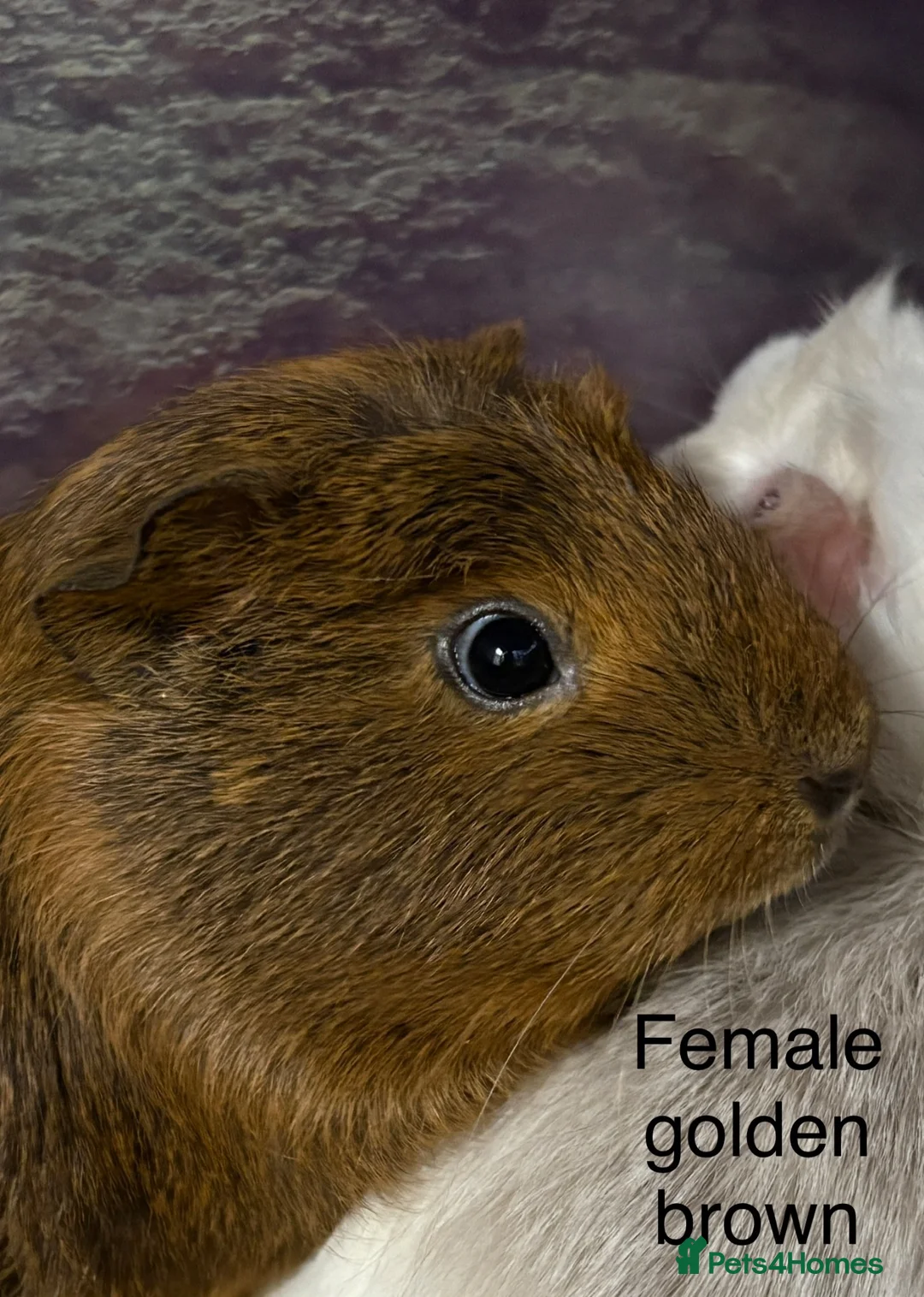 Guinea Pig rodents for sale: Baby guinea pigs, male and female available  - Advert 2