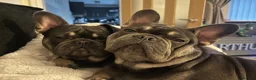 French Bulldog dogs for sale: Hugo & Stanley Frenchie Brothers - Advert 4
