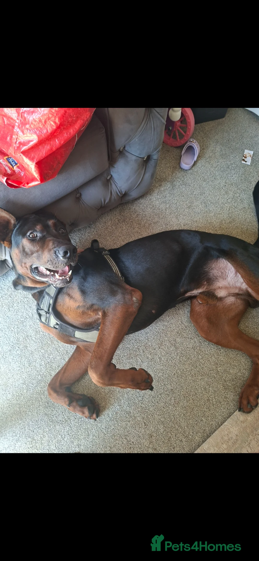 Chinese Red Dog dogs for sale: Chinese Red Dog for sale with heavy heart 💔 - Advert 2