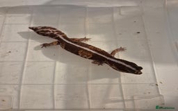 Gecko reptiles for sale: Various proven breeder leopard geckos  - Image 3