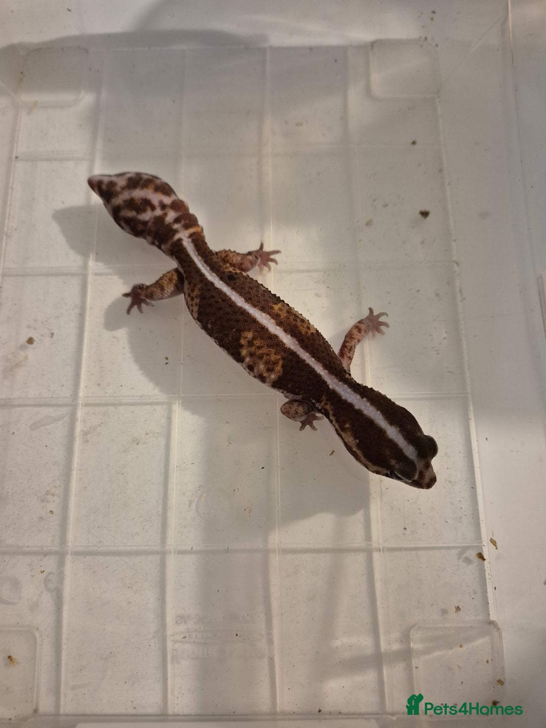 Gecko reptiles for sale: Various proven breeder leopard geckos  - Image 3