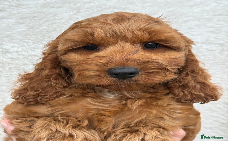 Cockapoo dogs - Advert 4
